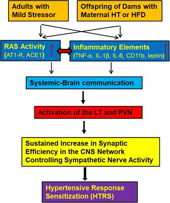 Interactions of the Brain Renin-Angiotensin-System (RAS) and Inflammation in the Sensitization of Hypertension